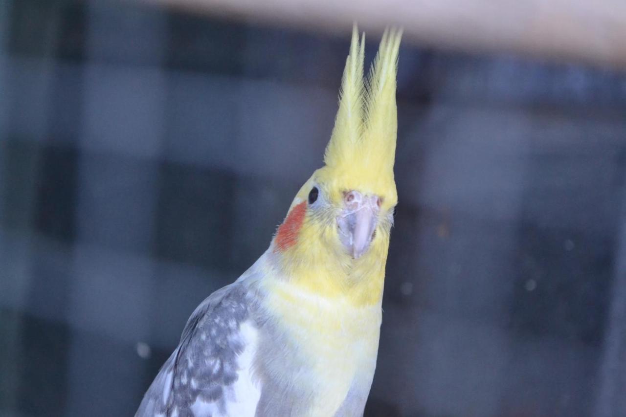 Pokoje Goscinne U Hanki Jastrzębia Góra Dış mekan fotoğraf